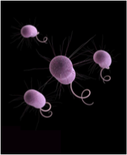 A DC Science CafÃ© Eventâ€¦ The Science, Medicine, and Politics of Antibiotic Resistance